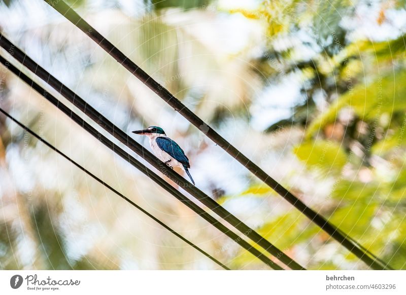 eis eis baby Tierporträt Unschärfe Sonnenlicht Kontrast Licht Tag Menschenleer Außenaufnahme Farbfoto Kabel Hochspannungsleitung schön Fernweh Malaysia