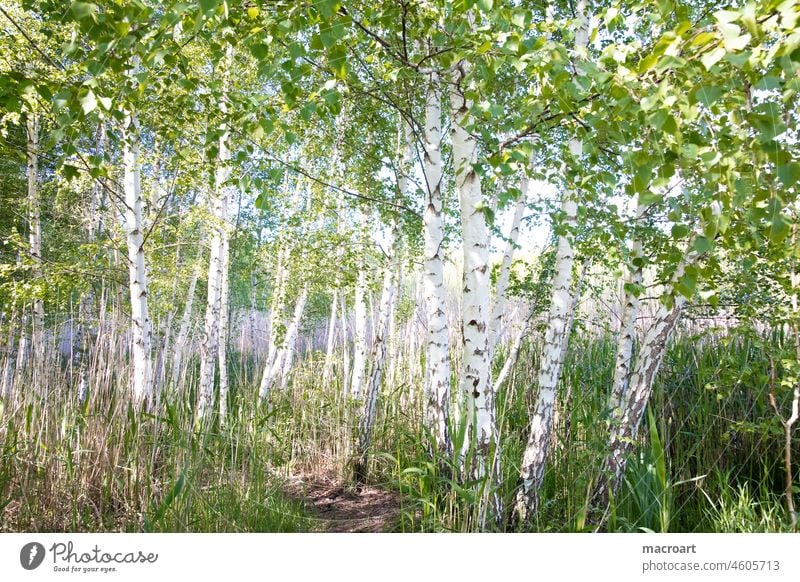 Birkenwald birkenwäldchen laubwald grün sommer frühling frühlingserwachen saftige blätter weiß baumstämme see landschaft himmel sonne klar tag natur natürlich