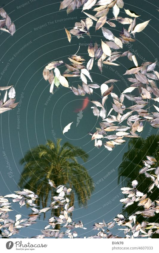 Spiegelbild einer Palme in einem Goldfischteich mit treibenden Blättern Palmen Palmwedel exotisch Ferien & Urlaub & Reisen Natur Außenaufnahme Himmel Sommer