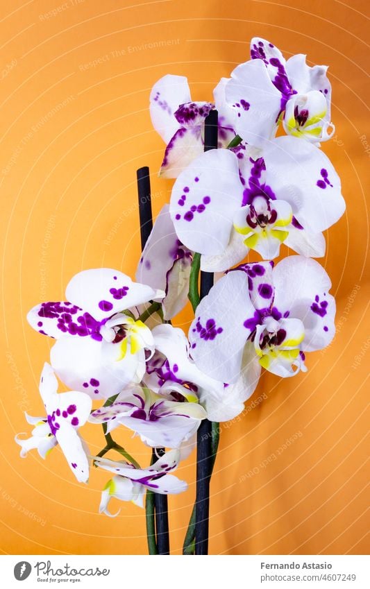 Phalaenopsis Orchidee Blume auf einem orangefarbenen Hintergrund. Vertikale Fotografie. Ostern Feiertag Tier Liebe lustig Spaß Karikatur rosa