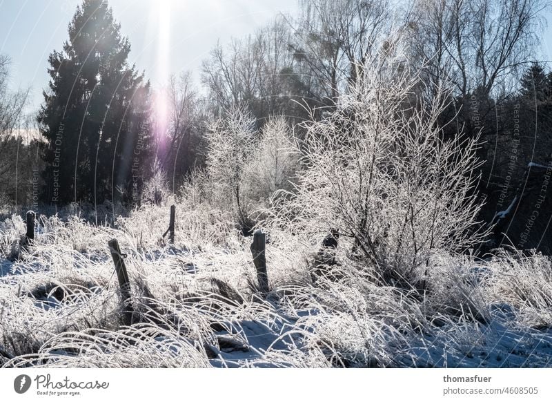 Raureif in der winterlichen Schorfheide mit Sonne Winter Kälte Gräser Bäume menschenleer Winterstimmung gefroren Natur weiß Jahreszeiten Gegenlicht Frost