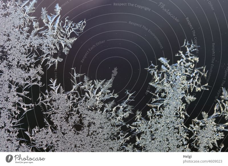 Nahaufnahme von Eisblumen an einer Glasscheibe Eiskristalle Winter Kälte Frost Muster Struktur filigran zart kalt gefroren Licht Schatten Makroaufnahme grau