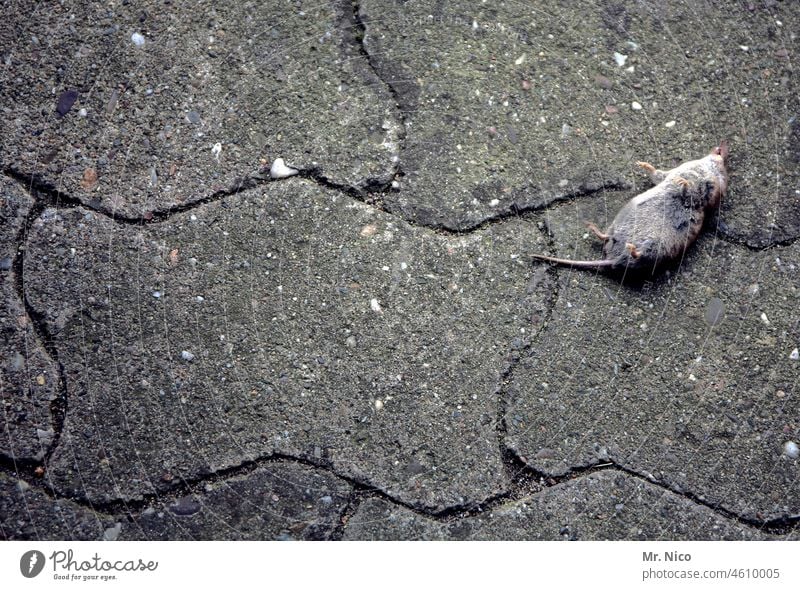 tatort I mausetot Maus tote Maus Tod Totes Tier Nagetier Beute Tierporträt auf dem rücken liegend Pflastersteine grau Todeskampf Katzenfutter Natur Leiche