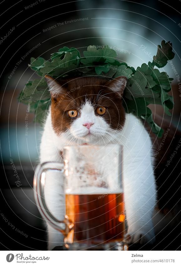 Lustige Britisch-Kurzhaar-Katze mit Bierkrug und grünem Kranz Britisch Kurzhaar britische Kurzhaarkatze Briten trinken Becher Eichenblatt Totenkranz Krone Spaß