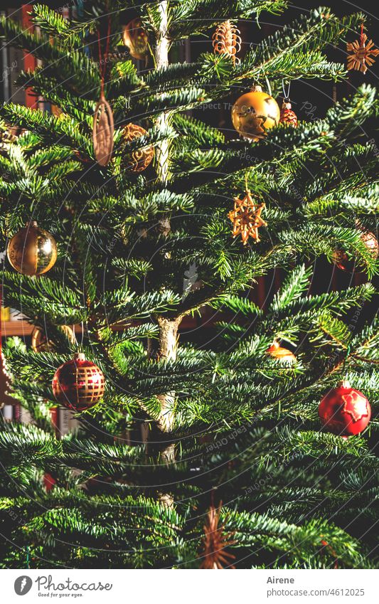 fröhliche Weihnachten Weihnachten & Advent Romantik Weihnachtsstimmung Tanne Winter weihnachtlich grün rot leuchten Feste & Feiern Baum Dekoration & Verzierung