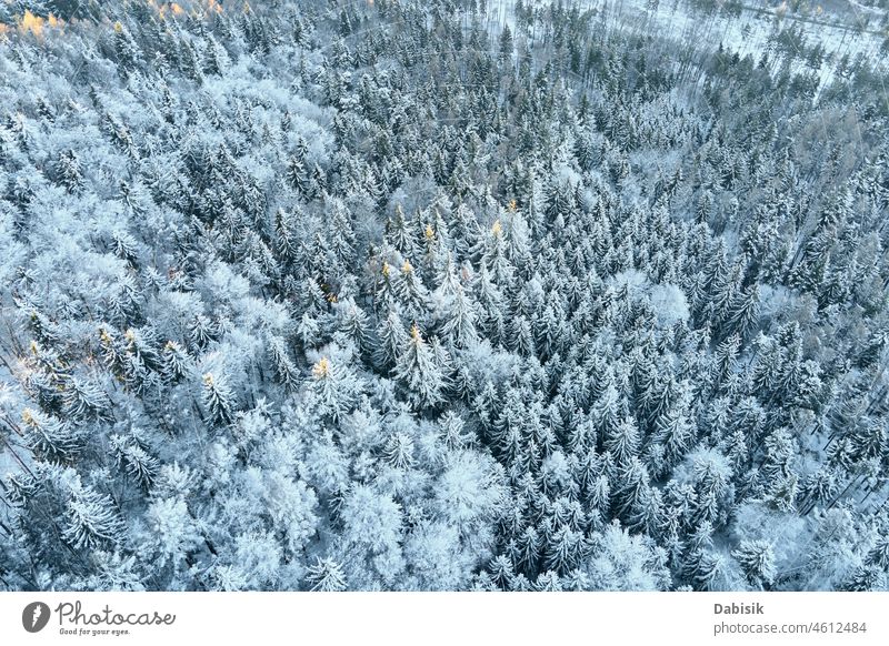 Luftaufnahme eines schneebedeckten Waldes Winter Schnee Antenne Berge u. Gebirge Baum Natur Hintergrund Landschaft Flug Waldgebiet Dröhnen verschneite Polen