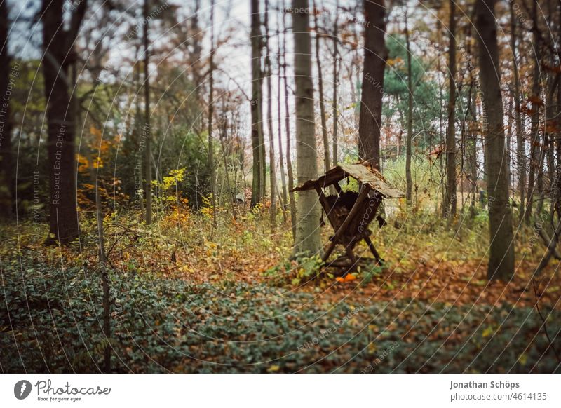 Futterkrippe im Wald im Herbst Tilt Effekt Unschärfe Laub Weg Wege & Pfade Natur Bäume Baum Umwelt Spaziergang Menschenleer Außenaufnahme Erholung Landschaft