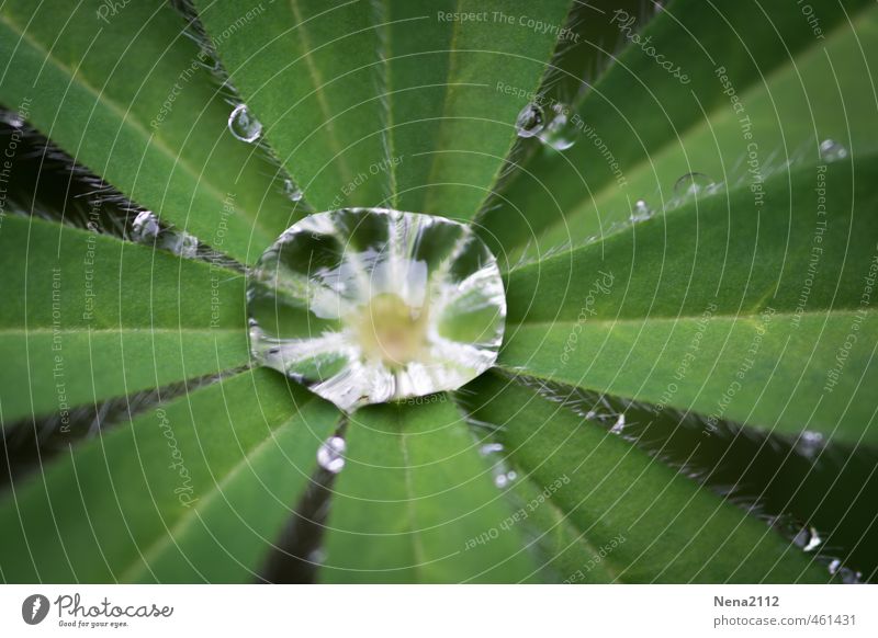 A kind of sun after the rain Umwelt Natur Pflanze Wasser Sommer Herbst Klima Wetter Schönes Wetter schlechtes Wetter Regen Blatt Garten Park Wiese nass rund