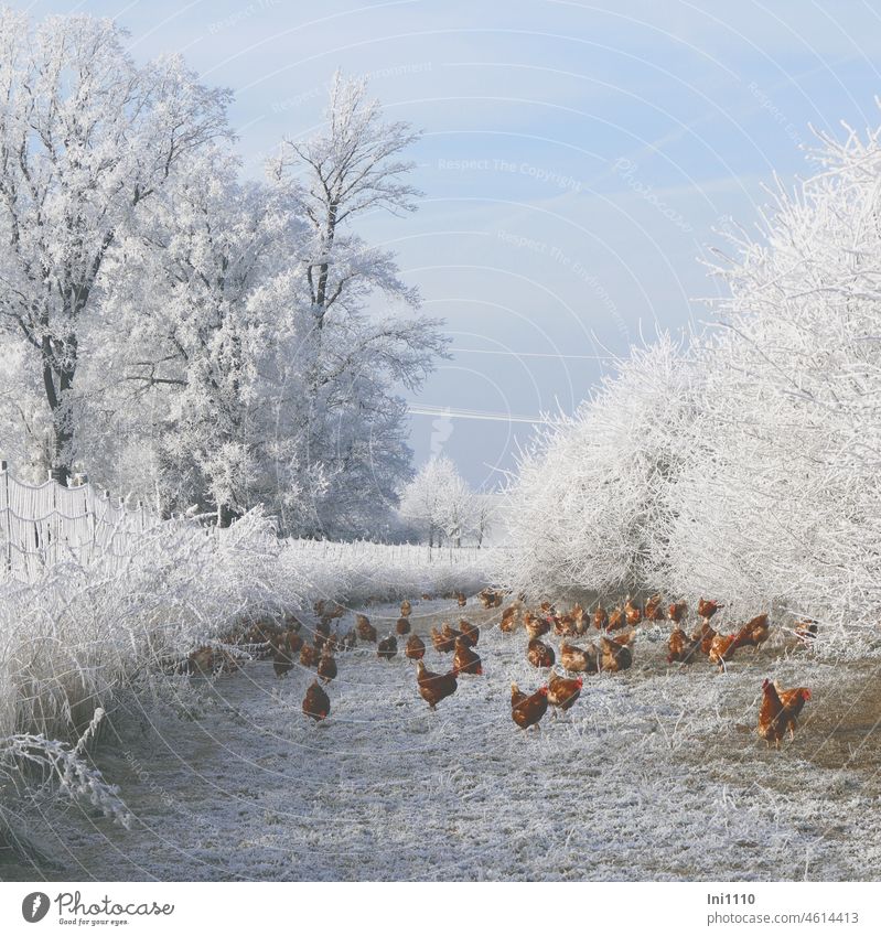 Hühner im Winterzauberland III schönes Wetter blauer Himmel Frost Raureif Wintersonne Tiere Hühnerfarm Hühnergruppe Nutztiere Freilandhaltung
