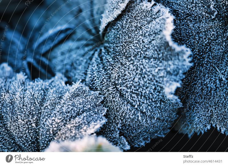 Raureif auf dem Frauenmantel Alchemilla Frauenmantelblatt Kälteschock kalt Frost frostig eisig gefroren dunkelblau eisbedeckt Winterkälte Dezember Dezemberlicht
