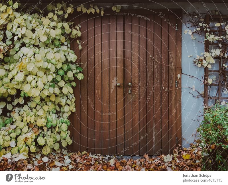 Holztor an Gartenlaube Tür Tor bewachsen grün Herbst Wein ranken Wand Fassade Eingang Ausgang Außenaufnahme Menschenleer Gebäude Haus Holztür Eingangstür
