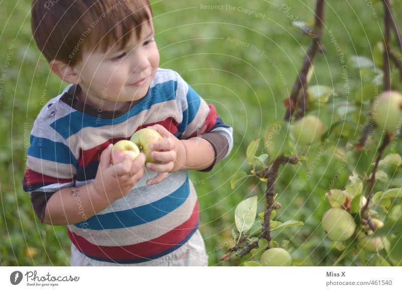 Apfelernte Lebensmittel Frucht Ernährung Bioprodukte Spielen Mensch Kind Kleinkind Junge 1 1-3 Jahre Natur Herbst Baum Garten frisch Gesundheit lecker niedlich