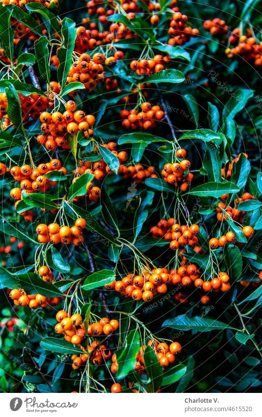 Feuerdorn (Pyracantha coccinea) strauch Natur Pflanze Beeren Herbst Sträucher grün orange Farbfoto Beerensträucher Frucht Außenaufnahme Umwelt herbstlich
