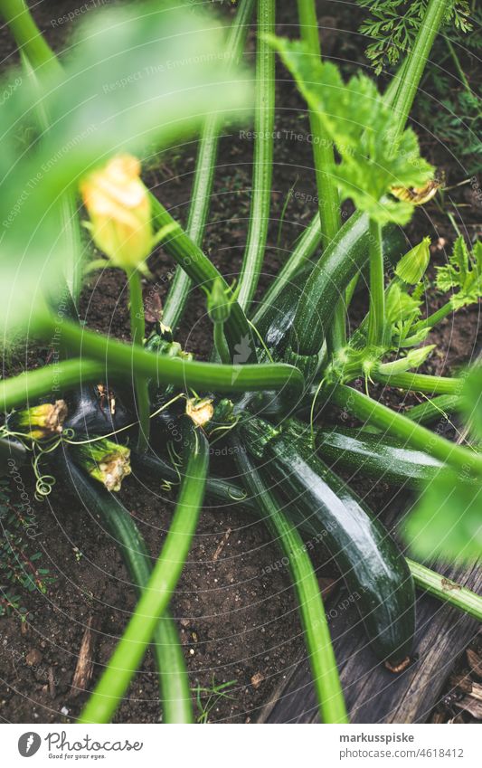 Zuuchini - frisches Bio-Gemüse Ackerbau Biografie Blütezeit züchten Zucht kontrollierte Landwirtschaft Netzbeutel aus Baumwolle Baumwollnetz Zucchini