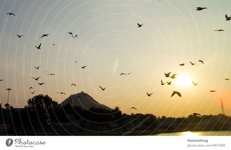 die Vögel Umwelt Natur Landschaft Luft Himmel Wolkenloser Himmel Horizont Sonne Sommer Schönes Wetter Pflanze Baum Berge u. Gebirge See Pushkar Rajasthan Indien