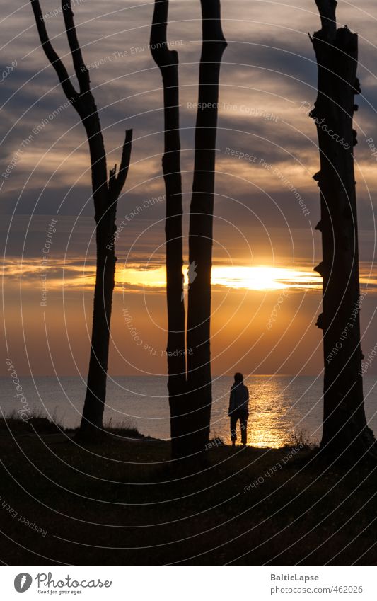 Sonnensucher Lifestyle Ferien & Urlaub & Reisen Tourismus Sommer Meer Landschaft Wolken Sonnenaufgang Sonnenuntergang Baum Wald Küste Ostsee gelb ruhig Erholung