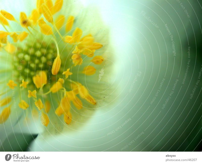 Abgestempelt Natur Pflanze Frühling Blume Blüte blau gelb grün weiß Frühblüher Blütenblatt Zoomeffekt vergrößert krokos orange Stempel Blütenkelch