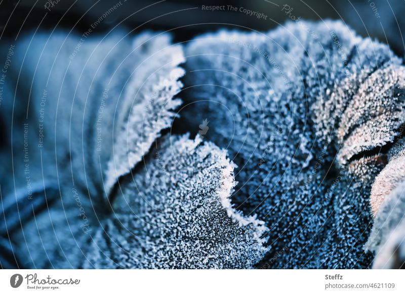 Frauenmantel mit Raureif Eisnadeln eisbedeckt eisig gefroren Frost Eisbelag frostig Kälteschock Frauenmantelblatt Alchemilla Winterkälte Kälteeinbruch
