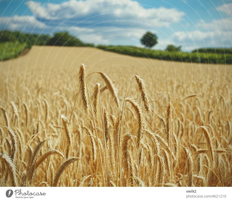 Flächendeckend Getreide Getreidefeld Ähren Halm Feld stehen Wachstum Farbfoto Korn Konkurrenz Zusammensein Bewegung Außenaufnahme Nutzpflanze Frühling
