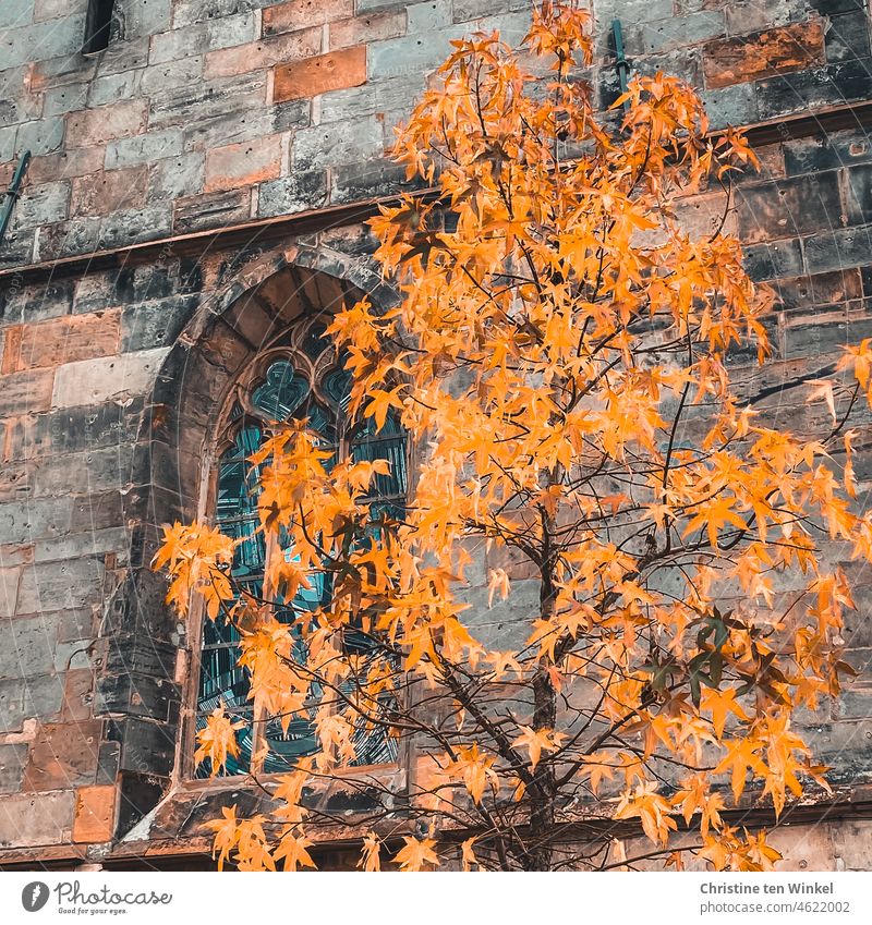 Leuchtende Blätter am Amberbaum, der vor einer alten Kirche steht. Detailaufnahme mit einem fast verdeckten Kirchenfenster. Herbst Herbstfärbung Baum