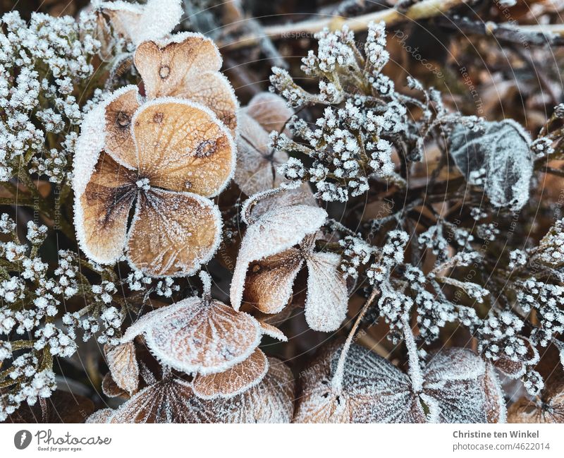 Mit Raureif bedeckte vertrocknete Blüten einer Hortensie Tellerhortensie Reif Frost frostig kalt gefroren Eiskristalle Vergänglichkeit Winter verblüht