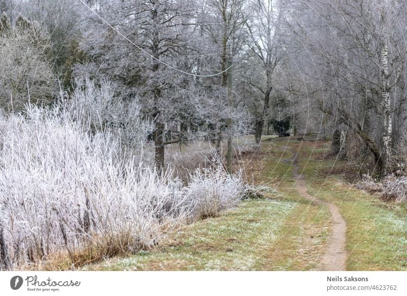 frostbedeckte, blattlose Bäume im Spätherbst in der Nähe eines ländlichen Weges mit noch grünem Gras Hintergrund schön Schönheit blau kalt fallen Wald Frost Eis