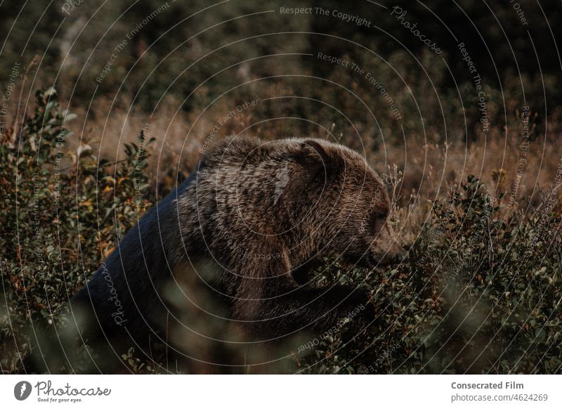 Grizzlybär frisst Beeren im Wald in den Bergen trägt Bär wild Wildtierfotografie reisen Abenteuer montaña Wyoming Wälder Tier Natur braun Colorado Wunder