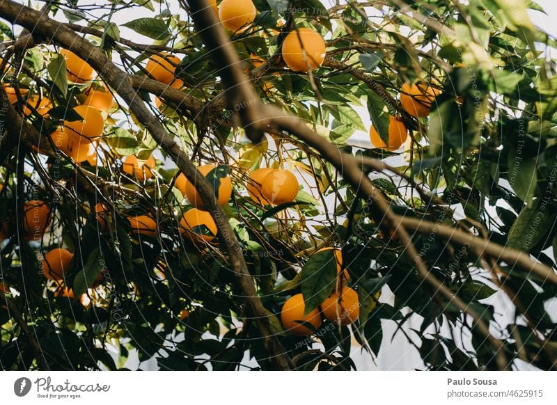 Orangen im Baum orange Zitrusfrüchte frisch Frische Gesunde Ernährung Saft Farbfoto Vitamin C saftig Gesundheit Lebensmittel Frucht gelb fruchtig vitaminreich