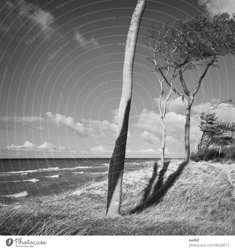 Hochgewachsen Weststrand Darß Bäume Schwarzweißfoto Strand Himmel Wolken Küste Ostsee Natur Landschaft Außenaufnahme Baum Umwelt Meer Wildpflanze Wachstum