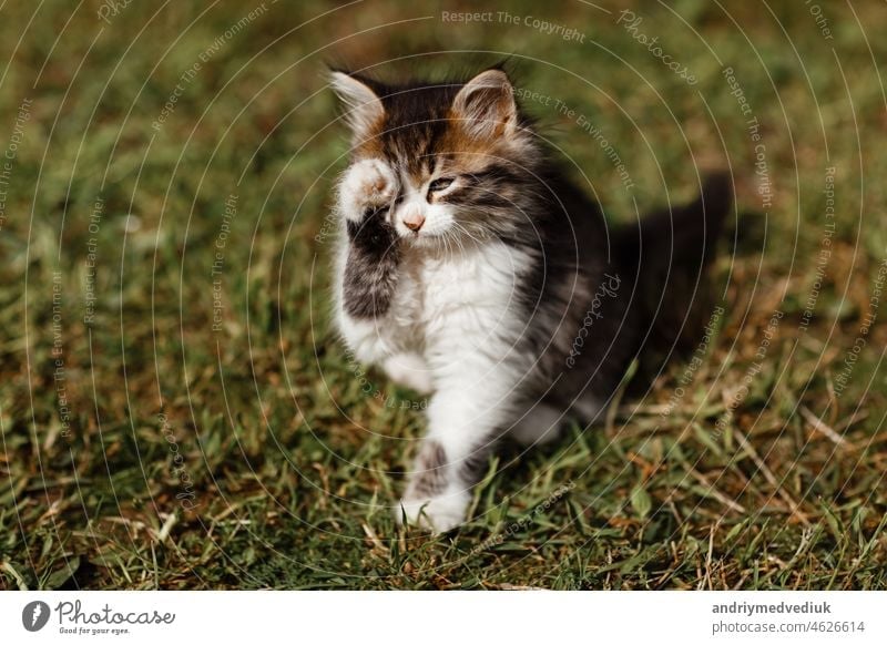 Kleine niedliche graue und weiße Kätzchen geht vorsichtig auf grünem Gras. Lovely Haustier ist im Freien auf Sommer gewaschen Säugetier Katzenbaby Natur Baby