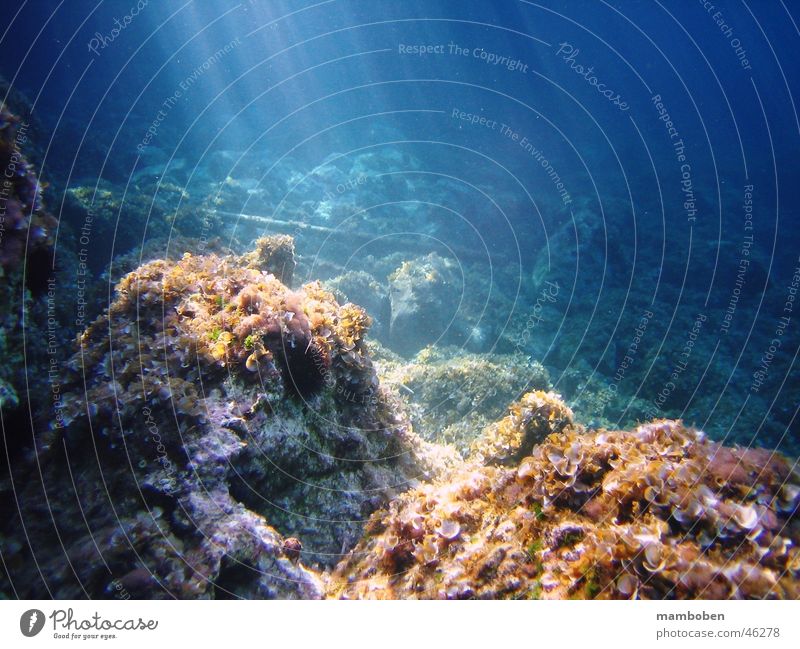 Rays of Light Meer Licht Unterwasseraufnahme Lichtstrahl blau Wasser Fisch Stein Felsen