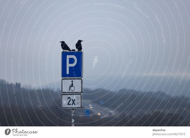 2x Parkplatz krähen Menschenleer Krähen Außenaufnahme Behindertenparkplatz Rollstuhl Schilder & Markierungen Zeichen Behindertengerecht Mobilität Verkehr