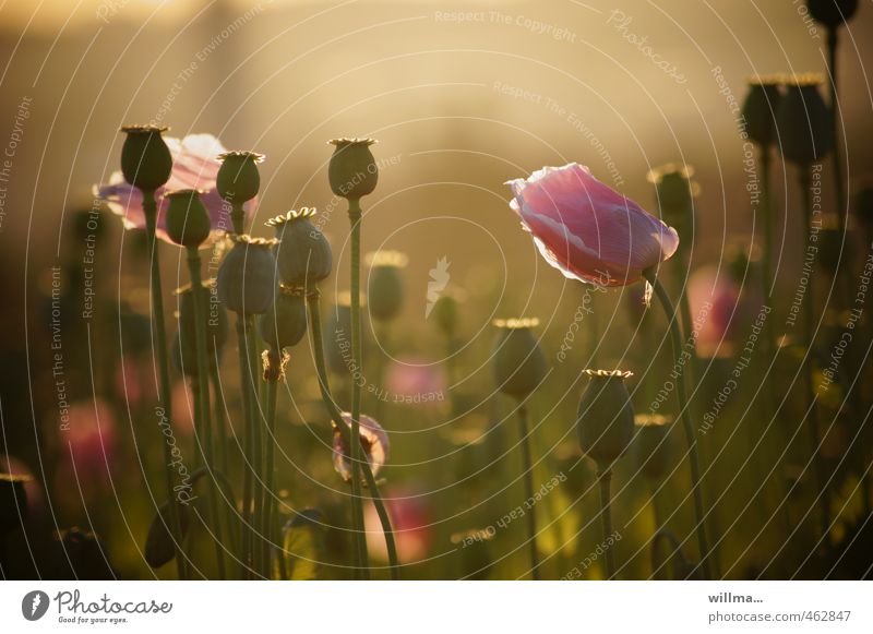 Rosa Mohn im Morgenlicht Natur Pflanze Sommer Schönes Wetter Mohnblüte Mohnfeld Mohnkapsel schön braun rosa Sommerabend harmonisch sanft Blume Gegenlicht