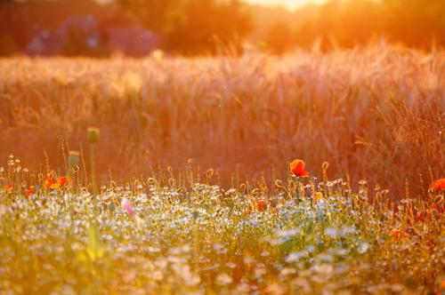 Sommerabend am Feldrand mit Sommerblumen Natur Sonnenlicht Schönes Wetter Mohn Wiese Blumenwiese Kornfeld Wärme orange Hoffnung sommerlich Abend Sonnenaufgang