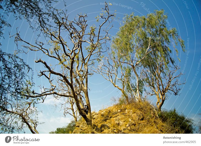 verzweigt Umwelt Natur Landschaft Pflanze Erde Sand Himmel Wolken Sommer Wetter Schönes Wetter Baum Gras Sträucher Blatt Hügel Gipfel Ranakpur Rajasthan Indien