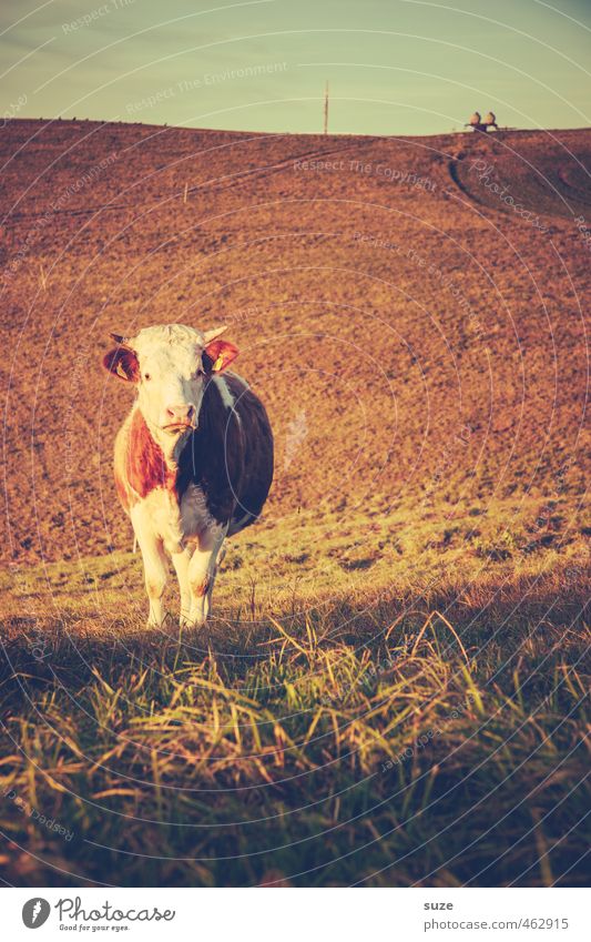 Bullaugenschönguggn Gesunde Ernährung Landwirtschaft Forstwirtschaft Umwelt Natur Tier Himmel Horizont Wiese Feld Nutztier Kuh Tiergesicht 1 alt Wärme