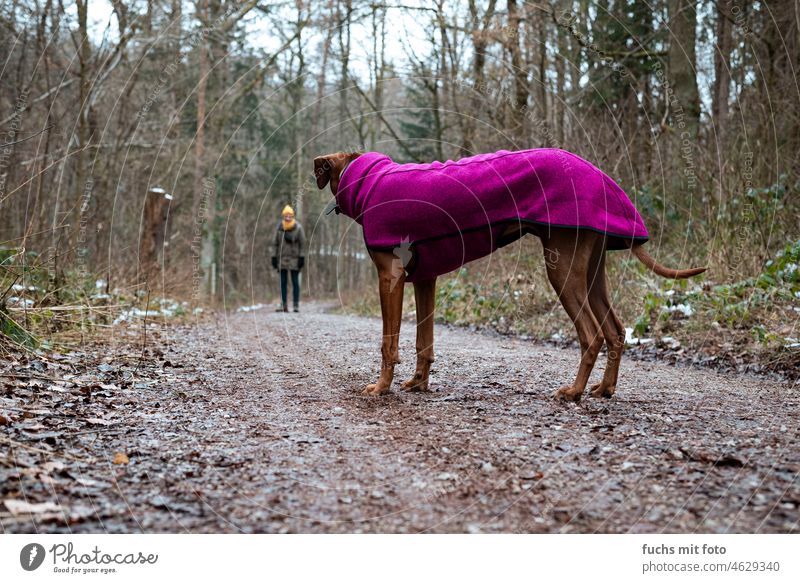 Hund mit Winterkleidung blickt zum Hundehalter winter hund Pullover hundekleidung Gassi gehen Natur Haustier Spaziergang gassi gehen Landschaft ridgeback dress