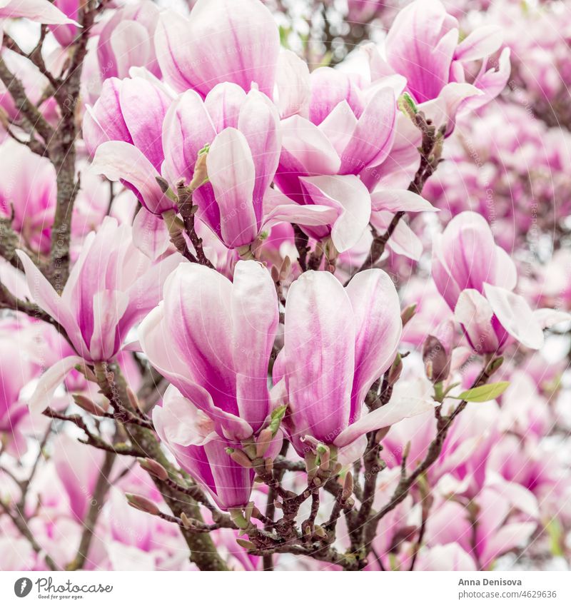 Rosa Magnolienbaum mit blühenden Blumen während des Frühlings Baum Buchse Garten Licht rosa Bank Weg Strauch Überstrahlung Englisch Großbritannien Park