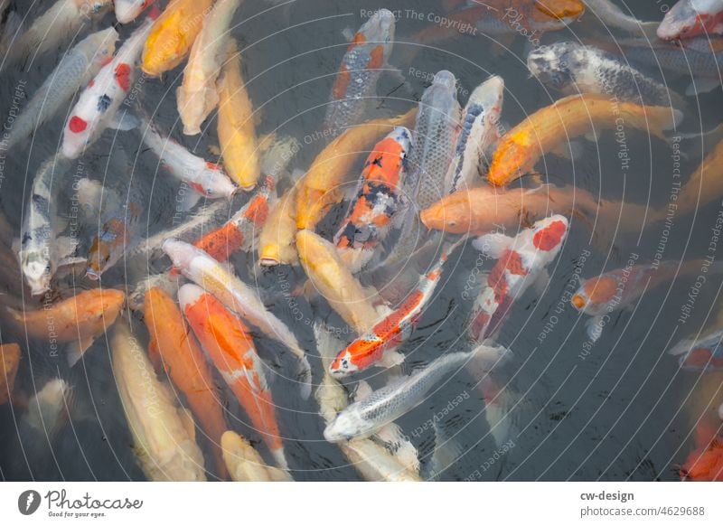 Auf Japan Koi Fisch Wasser Teich orange Vogelperspektive