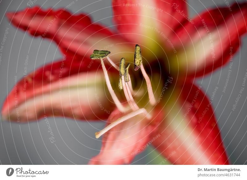 Hippeastrum, Ritterstern, Blüte; Staubblätter und Stempel scharf abgebildet Hippeastrumhybride Hybride Staubbeutel Blume Zwiebeblume Zierblume aus Südamerika