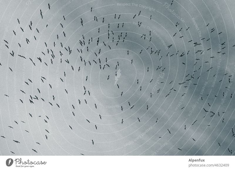 1111 Möwen Möwenvögel Schwarm Außenaufnahme Farbfoto viele sehr viele Tiergruppe fliegen Vogel Flügel Himmel Umwelt Vogelflug Freiheit Tag Wildtier Menschenleer