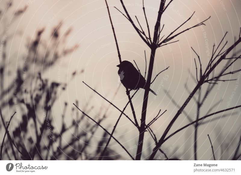 Vogel auf Zweig Silhouette in stimmungsvollen und verträumten Dämmerung Ast Stimmung besinnlich nachdenklich Morgen Abend abstrakt feminin Frühling Winter