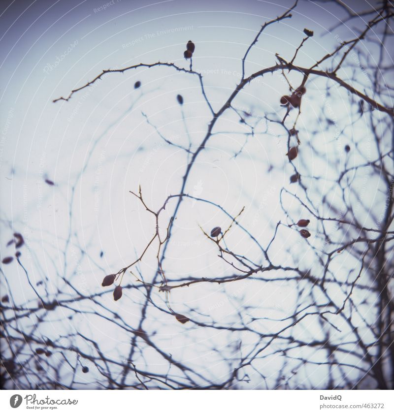 Dornbusch Pflanze Sträucher Wildpflanze Wildrosen Hagebutten stachelig blau Natur Farbfoto Außenaufnahme Dämmerung Silhouette Gegenlicht Schwache Tiefenschärfe