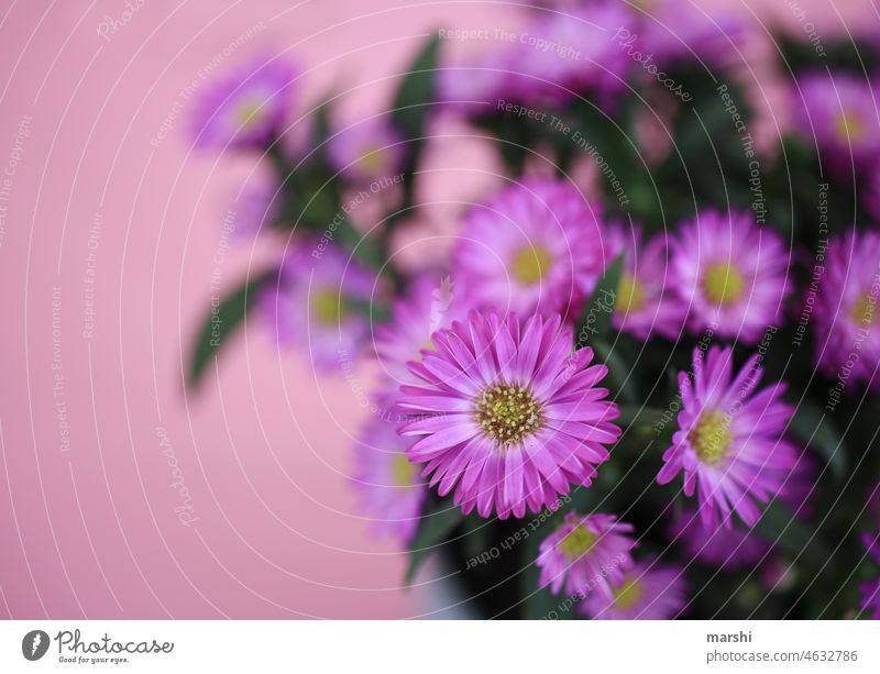 purple flowers blumen lila magenta blümchen blumenstrauß gruß liebe valentinstag rosa zart unschärfe detailaufnahme flora blüte