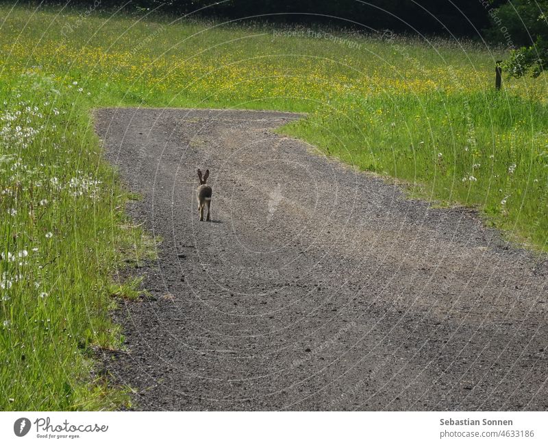 Ein wildes Kaninchen, das auf einem Schotterweg am Rande einer Wiese wegläuft Hase Gras Weg im Freien Flucht Natur laufen Fell Kies Straße Ostern grün niedlich