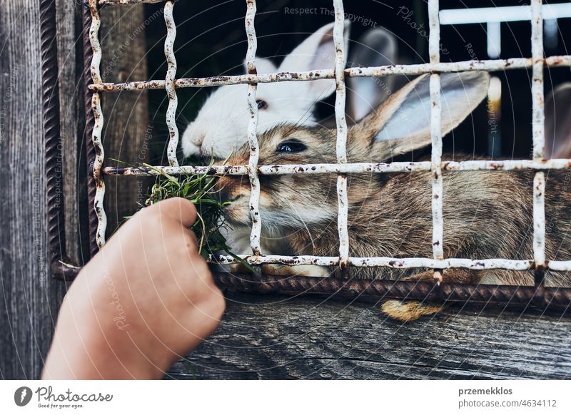 Kind füttert Kaninchen, die in einem Stall auf einem Bauernhof sitzen. Nahaufnahme eines Kindes, das beim Füttern von Kaninchen einen Grasbüschel in der Hand hält