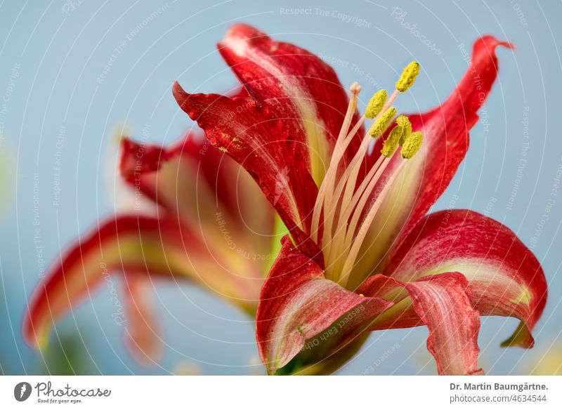 Hippeastrumhybride, Ritterstern, Blüten vor hellem Himmel Hybride Staubbeutel Stempel Blume Zwiebeblume Zierblume aus Südamerika Amaryllis falsche Amaryllis