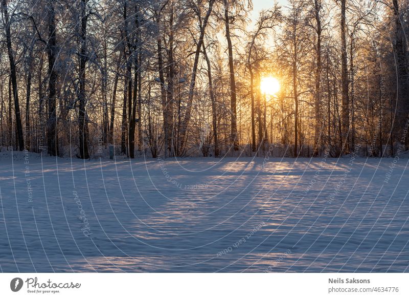 Sonnenlicht am eisigen Morgen durch frostbedeckte Bäume macht lange Schatten erstaunlich Hintergrund schön Schönheit blau Windstille kalt Land Tag Wald frieren