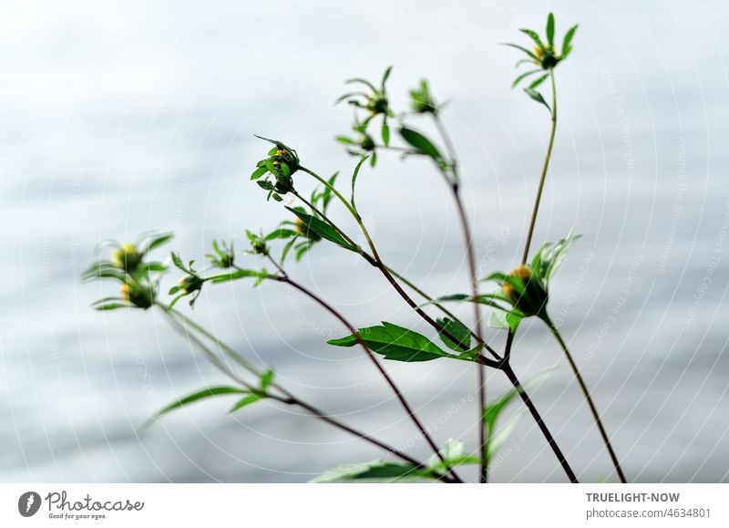 Helles Tageslicht / Zart gelbe Blümchen am Fluss / Leichtigkeit des Seins kleine Blüten Pflanze Kräuter Gräser Fluss-Ufer Vegetation Strand Blätter Stengel