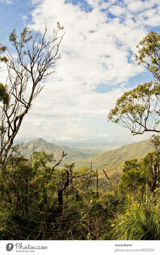 Grüne Aussicht Natur Landschaft Pflanze Himmel Wolken Sommer Baum Grünpflanze exotisch Wald Urwald Hügel Berge u. Gebirge natürlich Australien Ferne